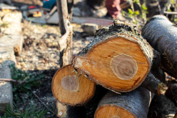 Best Tree Health Inspection  in North Yelm, WA