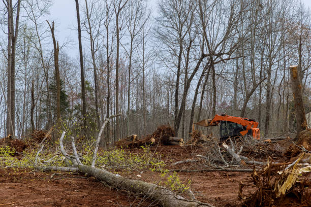 Best Tree Cabling and Bracing  in North Yelm, WA
