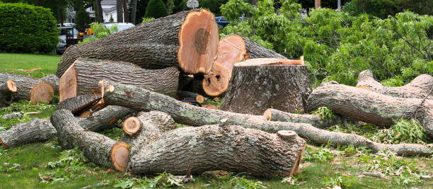 Professional Tree Care in North Yelm, WA